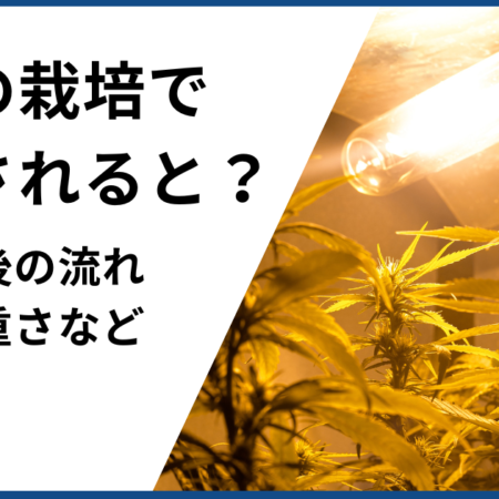 大麻の栽培で逮捕