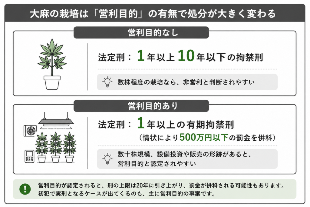 大麻の栽培は「営利目的」の有無で処分が大きく変わる